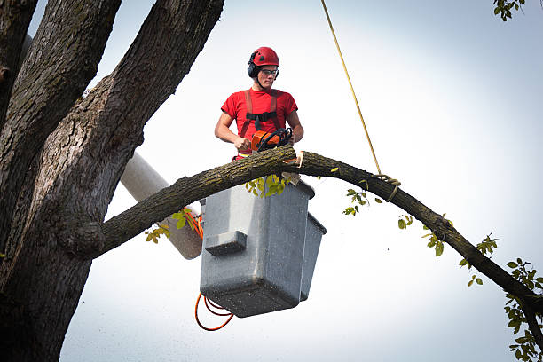 Best Palm Tree Trimming  in Laware City, DE